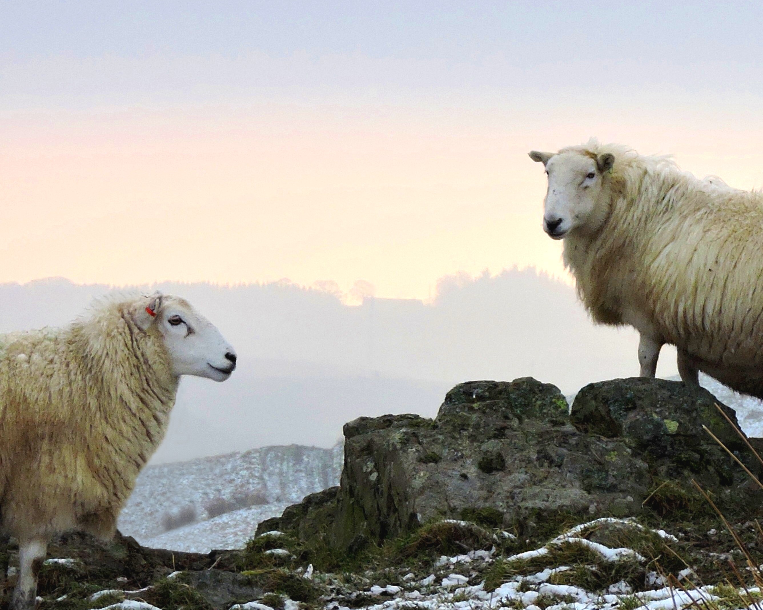 WINTER SHEEP ONE Bill Bagley Photography